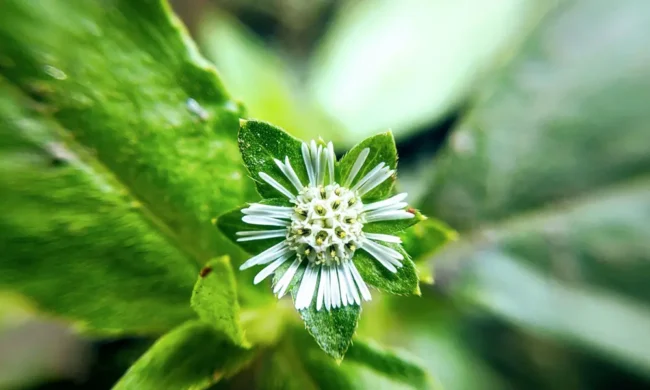 How to make a Bhringraj Hair Mask for Thicker and Denser Hair How to make a Bhringraj Hair Mask for Thicker and Denser Hair